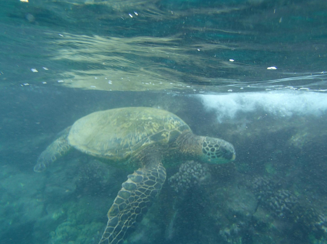 Maui Scooter Shack Snack Shack-基黑必去景点