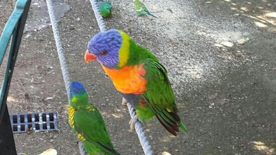 Canberra Walk In Aviary景点图片