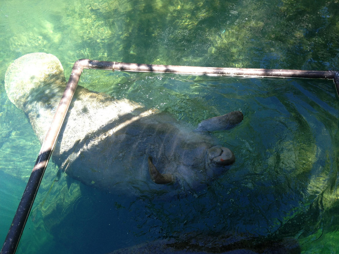 佛罗里达海豚之旅-奥兰多必去景点