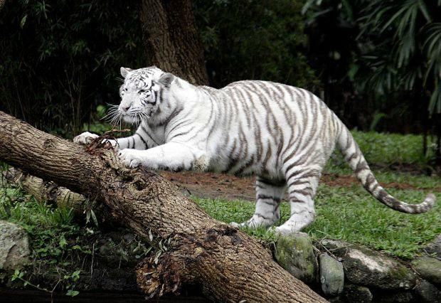 Zoologico de Sao Paulo景点图片