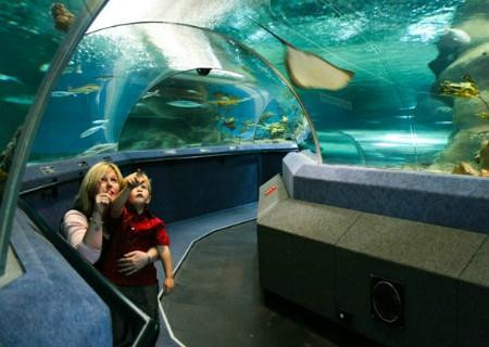 National Aquarium of New Zealand-纳皮尔必去景点
