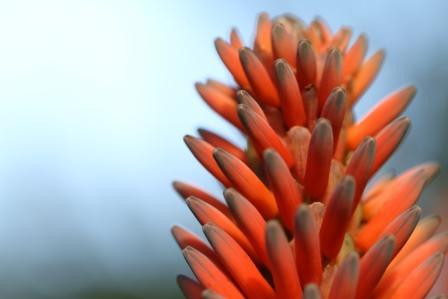 墨尔本皇家植物园-墨尔本必去景点