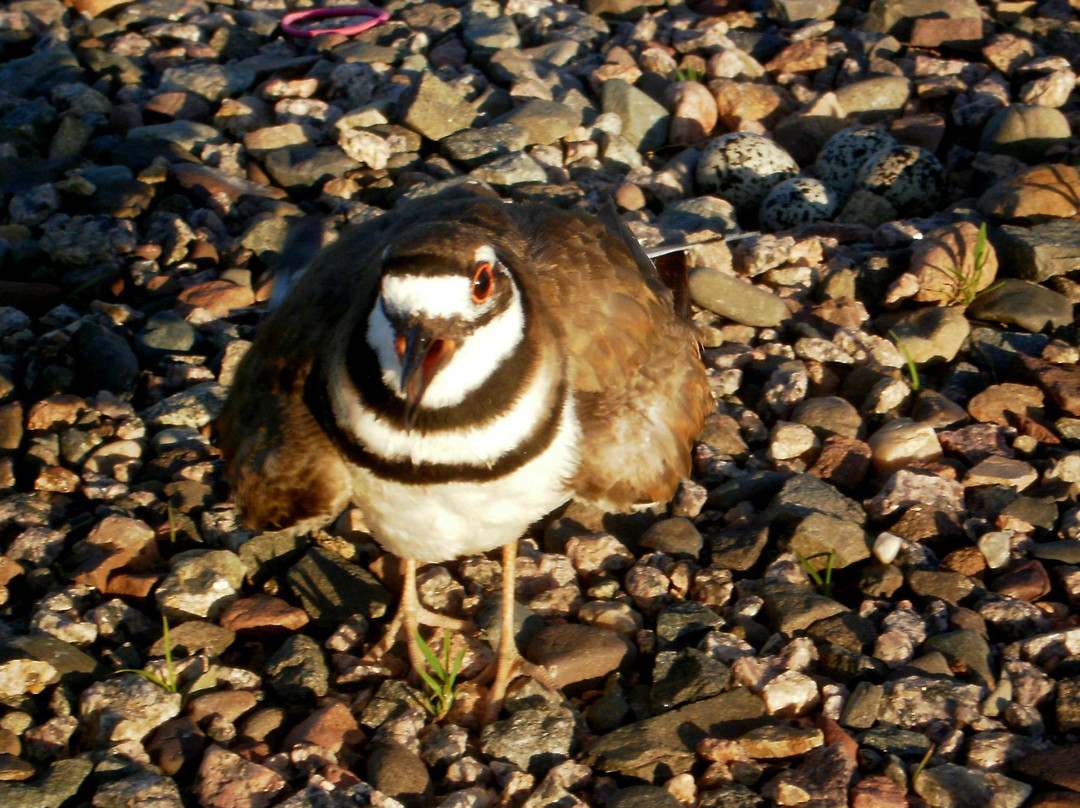 Sherburne National Wildlife Refuge景点图片