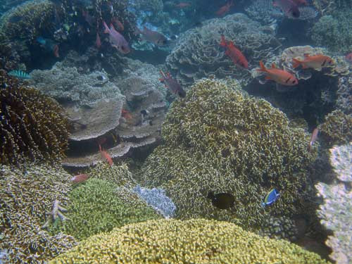 Mafia Marine National Park-马菲亚岛必去景点