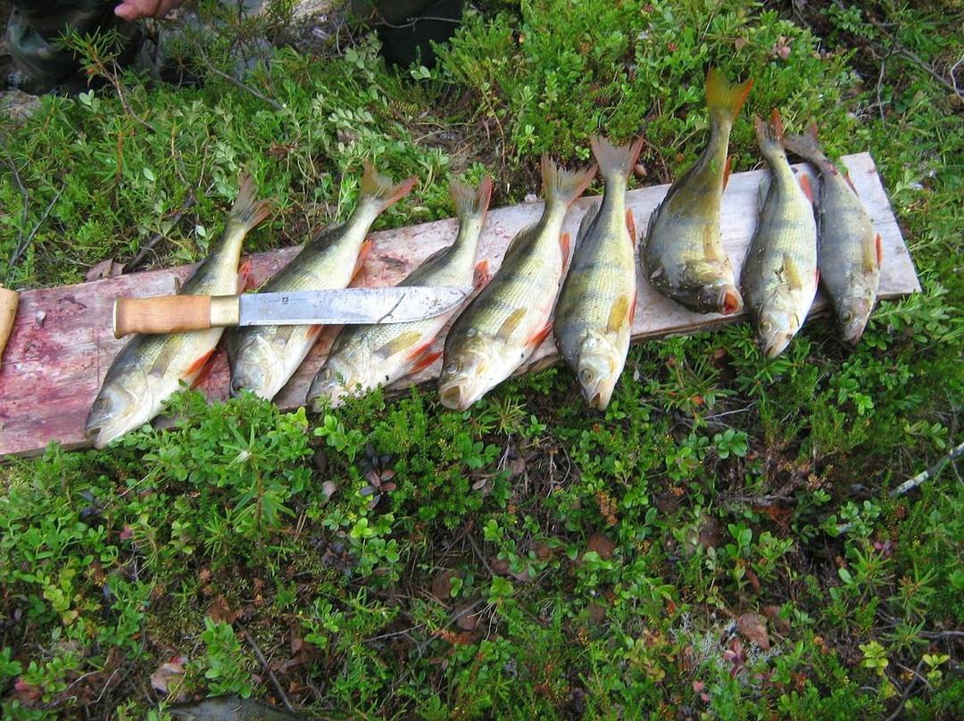 Pasvik Nature Reserve-希尔克内斯必去景点