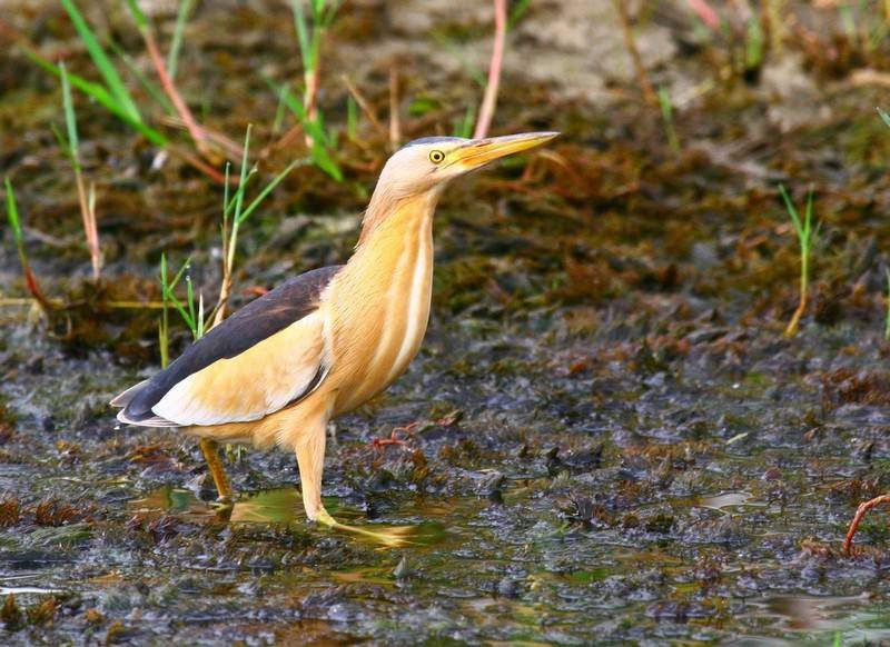 Kirmitli Bird Sanctuary-Osmaniye必去景点