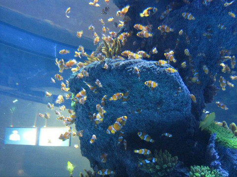 Istanbul Sea Life Aquarium-伊斯坦布尔必去景点