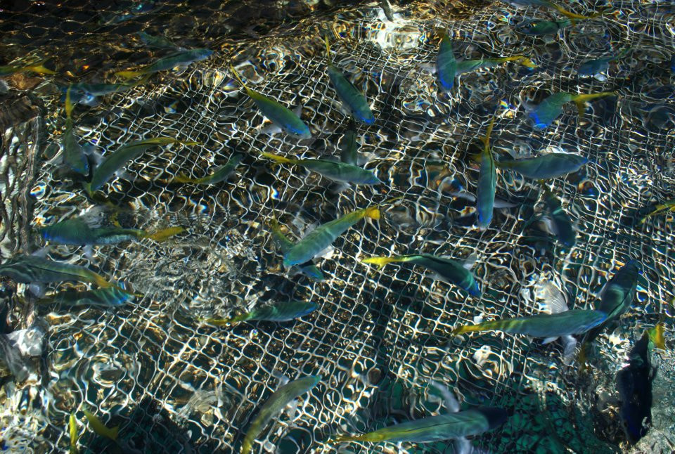 Sunlover Reef Cruises-凯恩斯必去景点