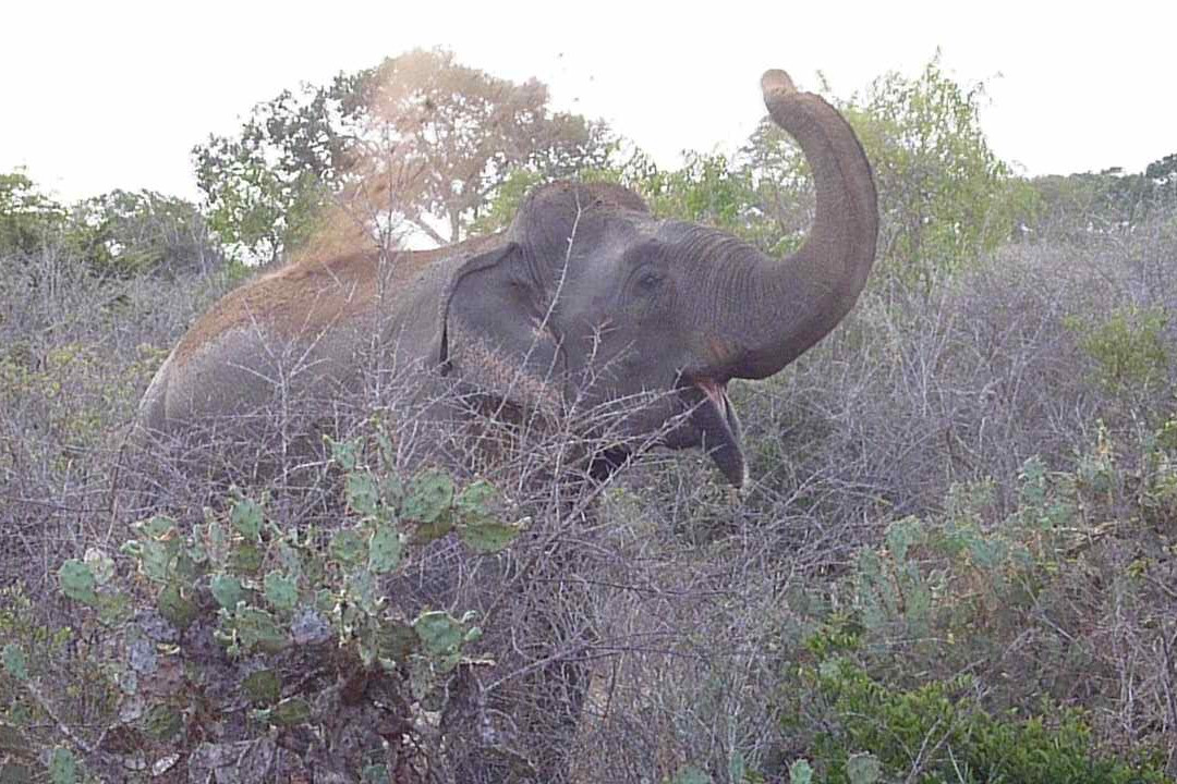 Kamal Safari Bundala Park-Weligatta必去景点
