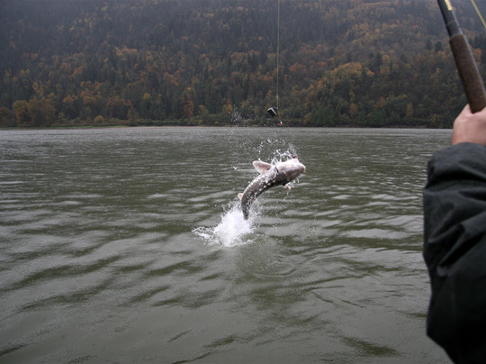 Great River Fishing Adventures-奇利瓦克必去景点