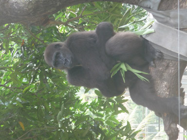 Limbe Wildlife Centre-林贝必去景点