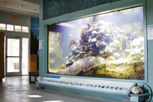 St. Lucie County Aquarium - Smithsonian Marine Ecosystems Exhibit-匹尔斯堡必去景点