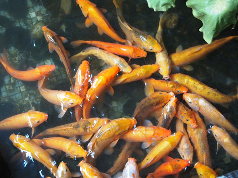 白天鹅大酒店主图