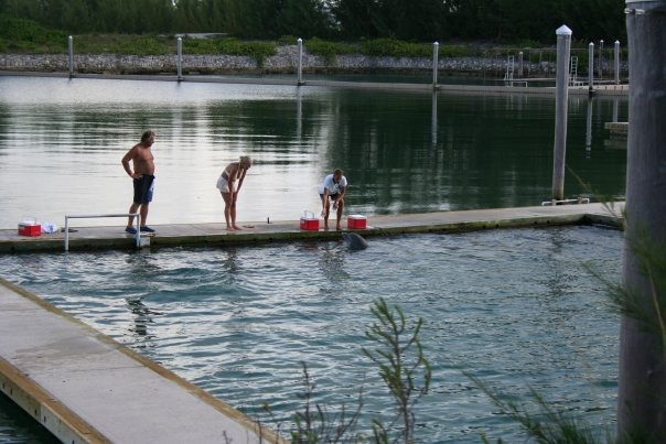 海豚表演-弗里波特必去景点