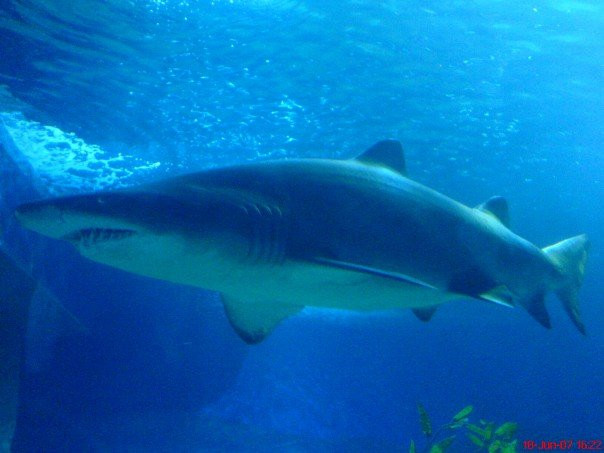 AQWA The Aquarium Of Western Australia-拉瑞斯必去景点