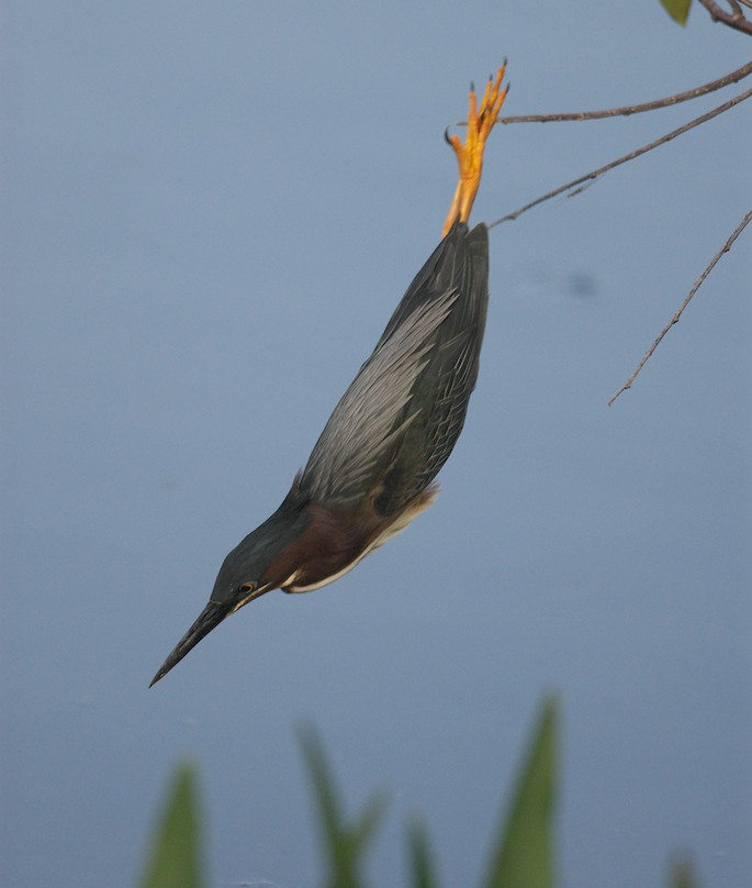 Wakodahatchee Wetlands-德拉海滩必去景点