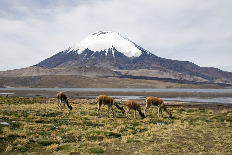 Parque Nacional Lauca-阿里卡必去景点