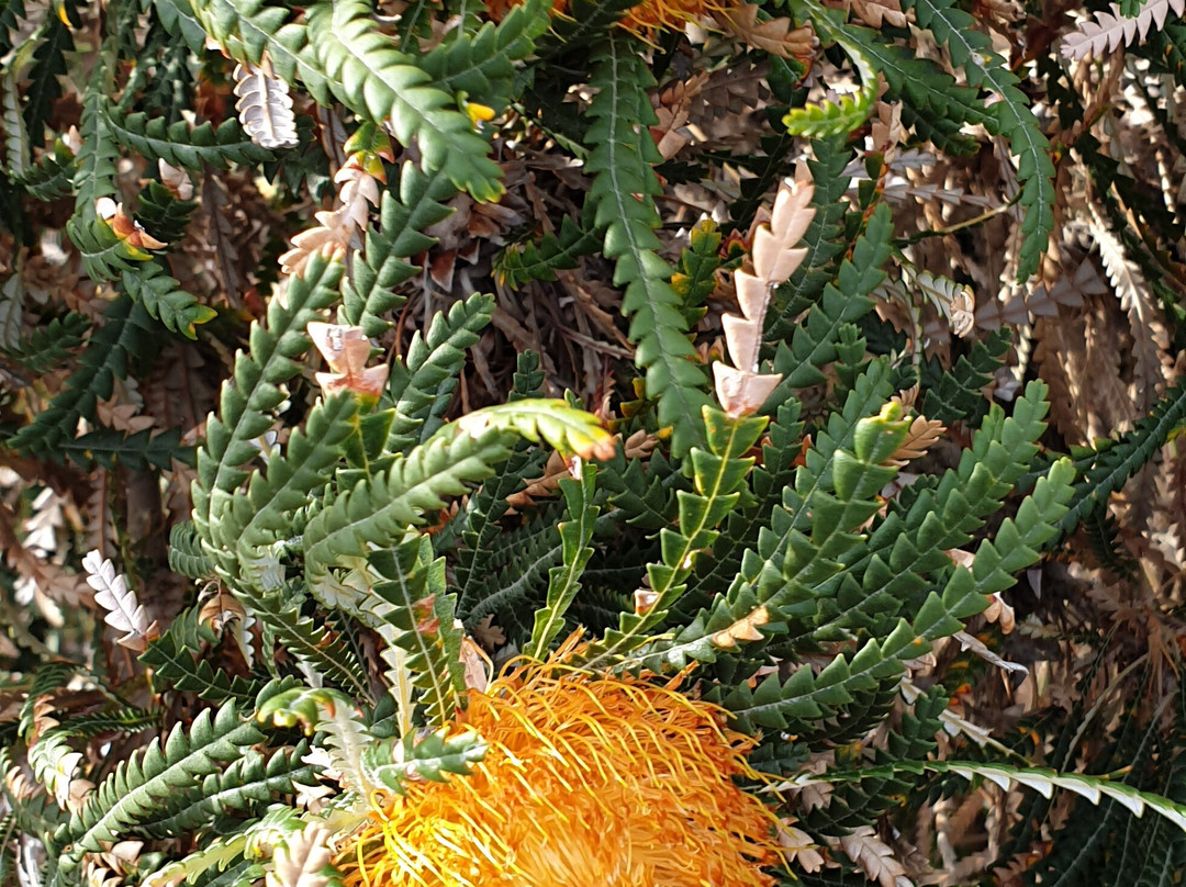 The Blow Holes-奥尔巴尼必去景点