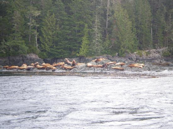 Mackay Whale Watching-Port McNeill必去景点