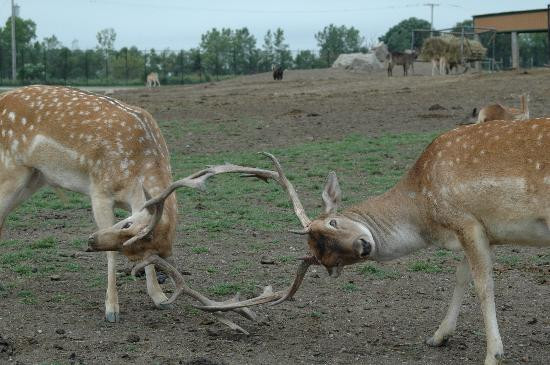 African Safari Wildlife Park-克林顿港必去景点