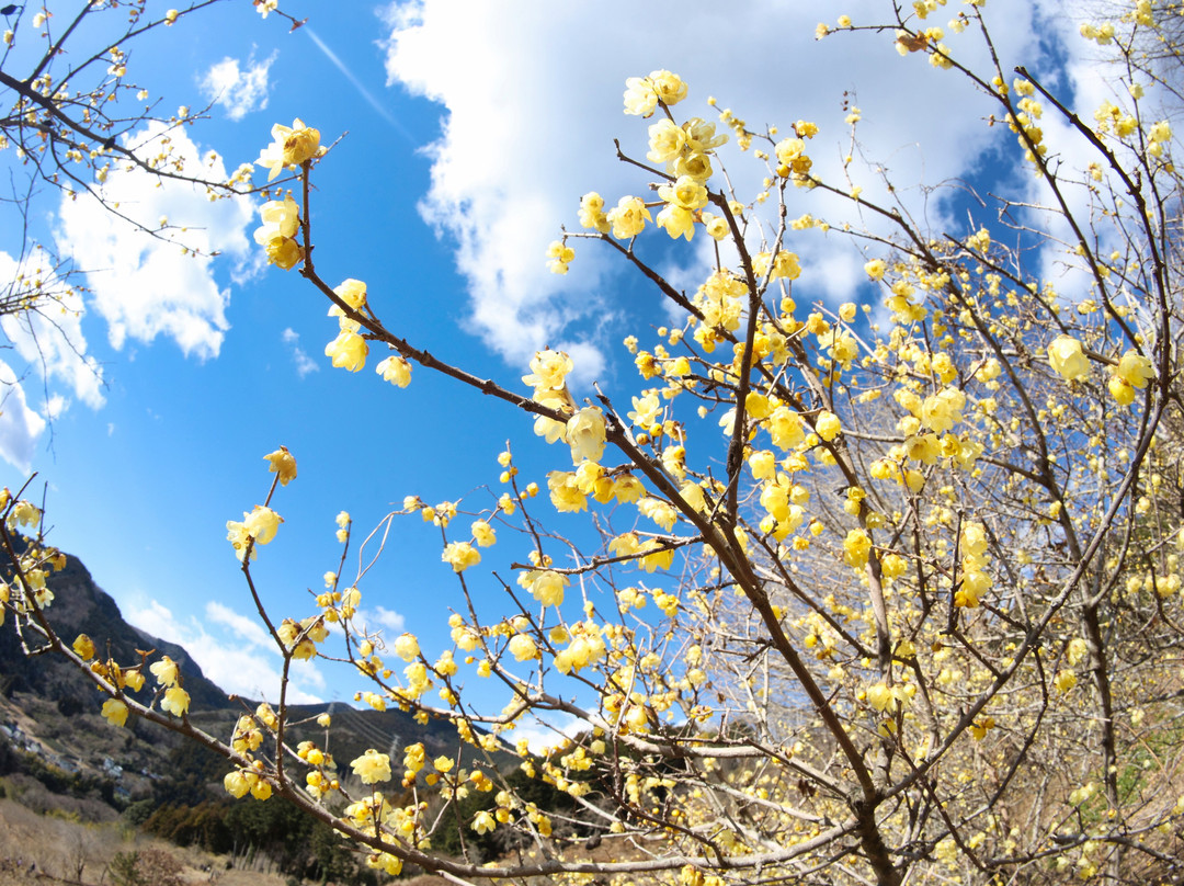 Yadoriki Robai Park景点图片