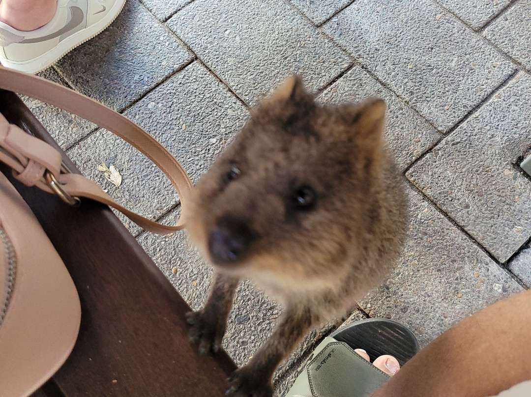 Rottnest Island Pedal and Flipper-罗特尼斯岛必去景点