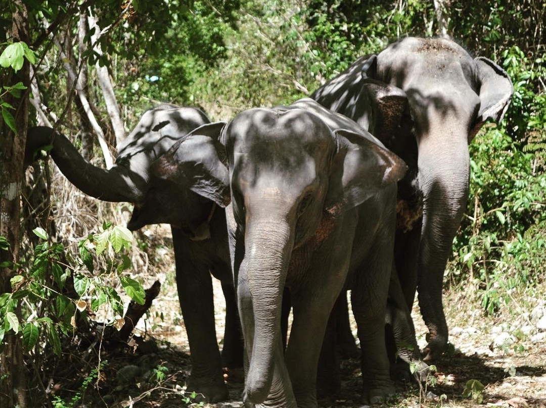 Tonsai  Elephant Care Camp Phuket-芭东海滩必去景点