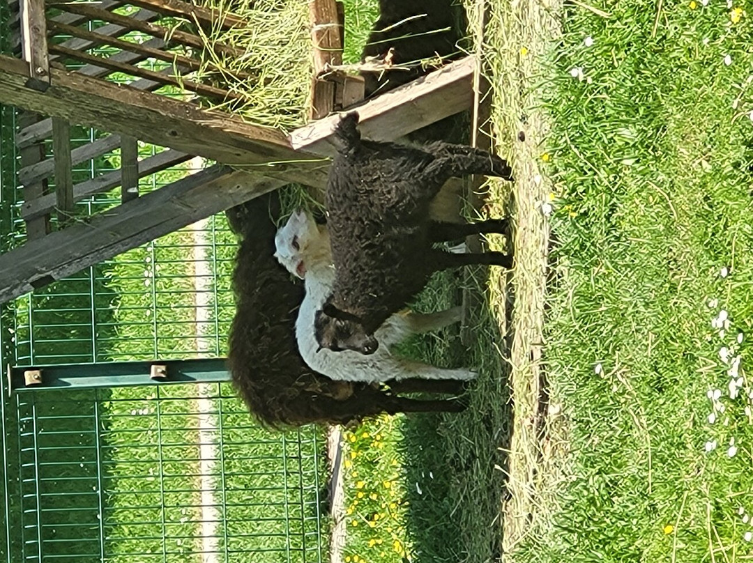 Tierpark Freiberg-弗赖贝格必去景点