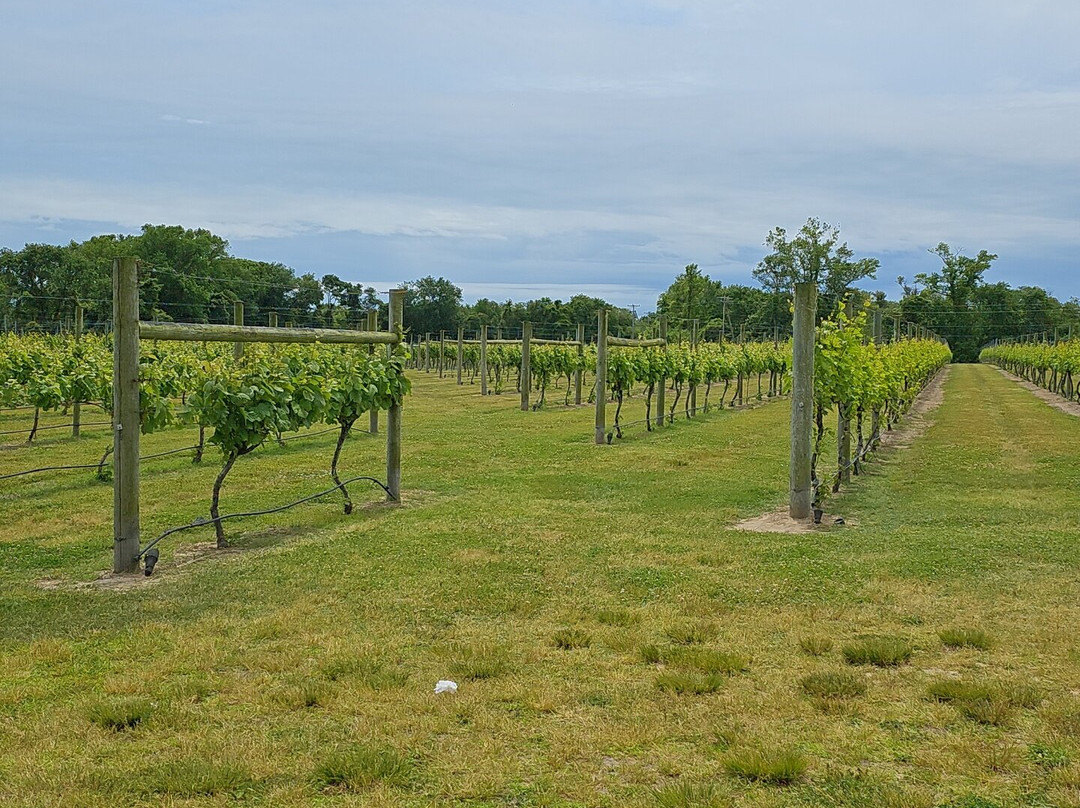 Willow Creek Winery景点图片