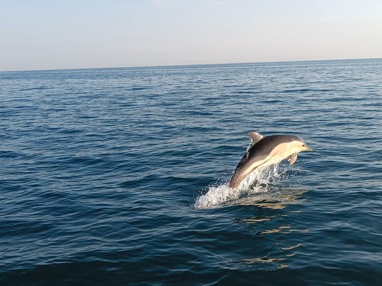Sea-Life Conservation Tours-布里克瑟姆必去景点