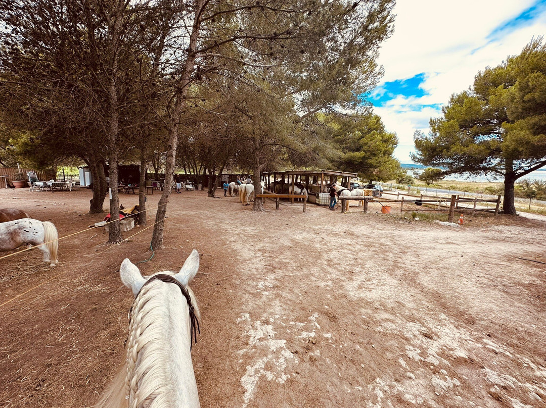Promenade A Cheval Des Aresquiers-Vic-la-Gardiole必去景点