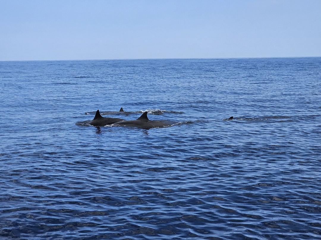 Lovina Dolphin Adventure-罗威那海滩必去景点