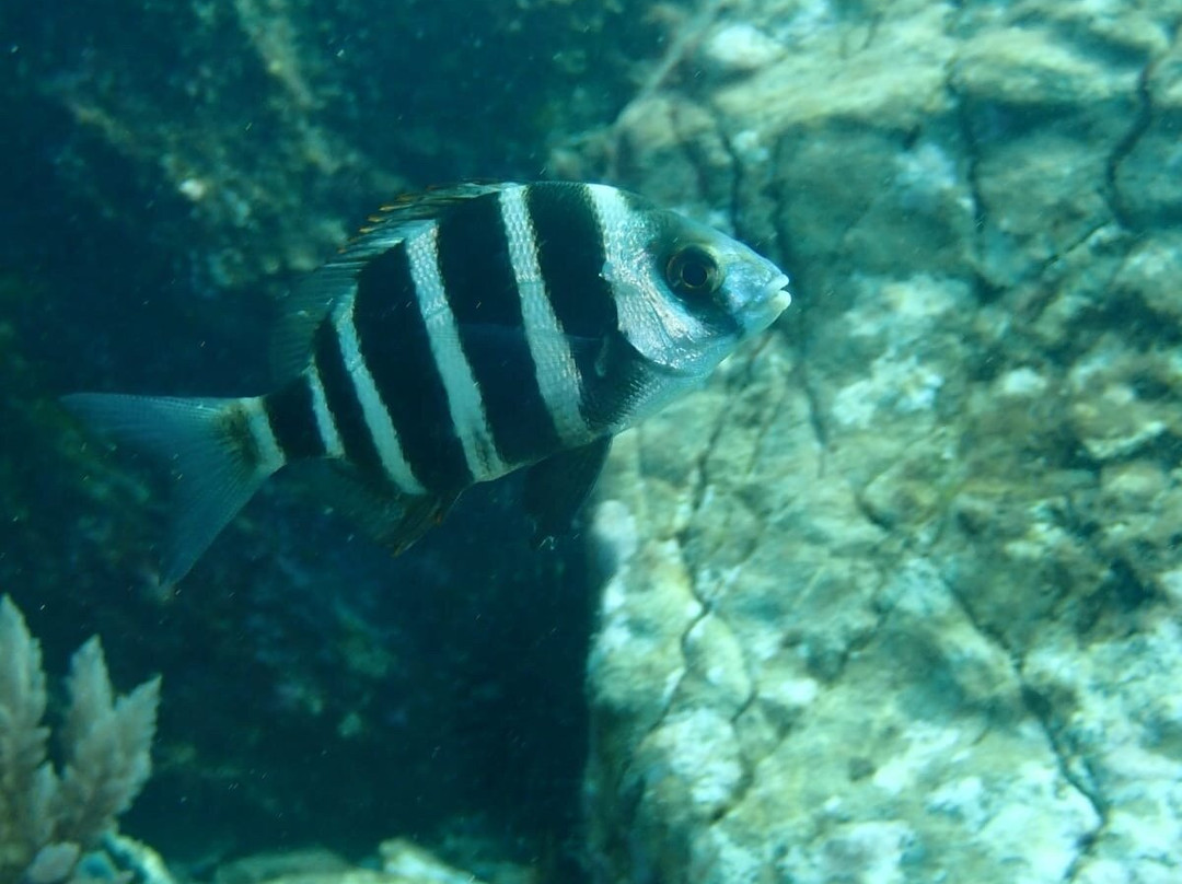 Escuela de Buceo Bubbles Sea-Torrenueva必去景点