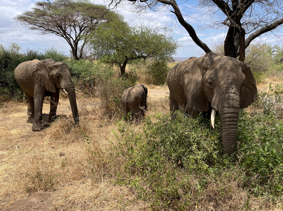 Witness Africa Safaris景点图片