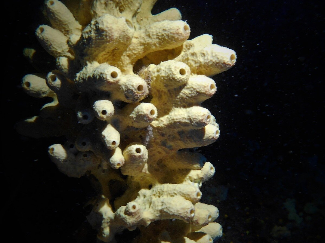 Diving In Elba Portoferraio景点图片