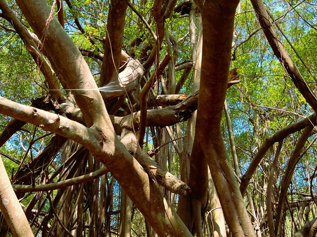 Arbre Sacré De Mahatsinjo景点图片