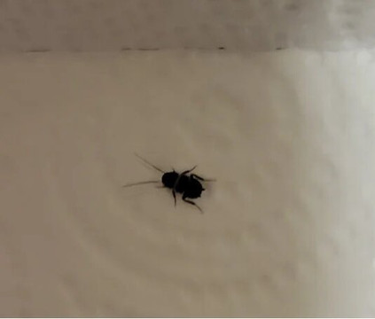 Harrah's Resort Southern California主图