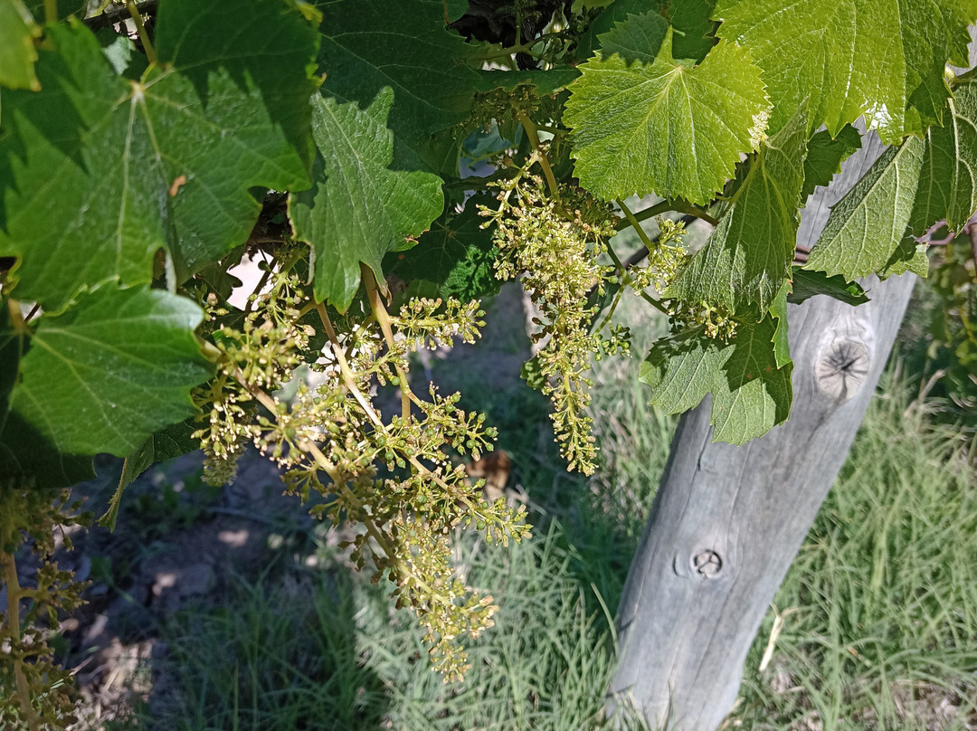 Algodon Wine Estates主图