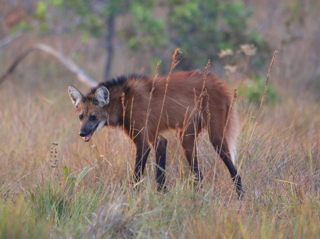 Barba Azul Nature Reserve-Trinidad必去景点