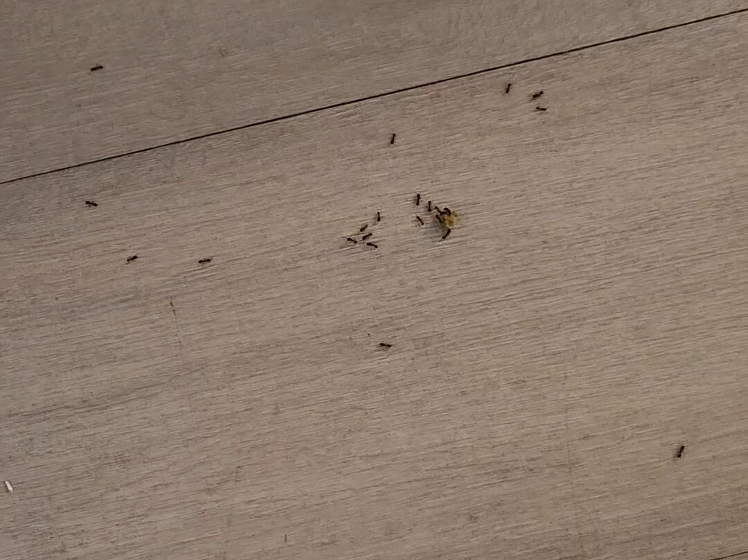 Comfort Suites Appleton Airport主图