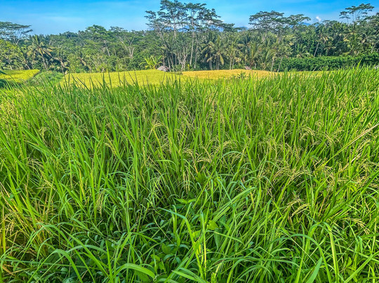 巴厘电动车之旅-乌布必去景点