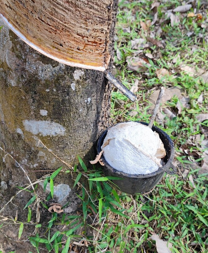 索克雨林度假村主图