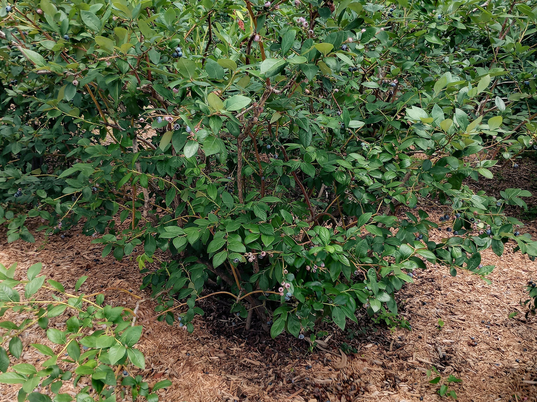Farm Tentomushi-美里町必去景点