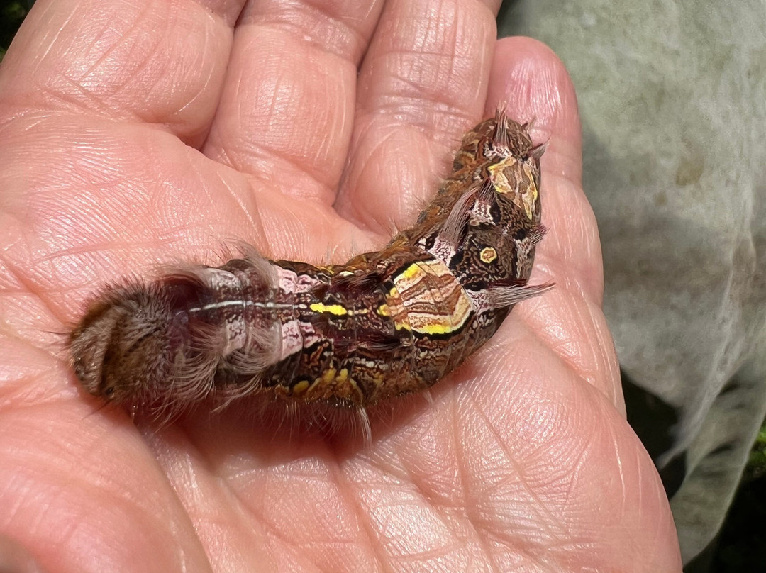 Mariposario Alas del Destino景点图片