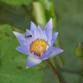 GillW847