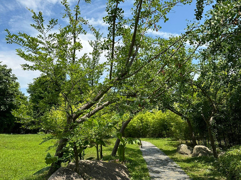共青森林公园-上海市必去景点