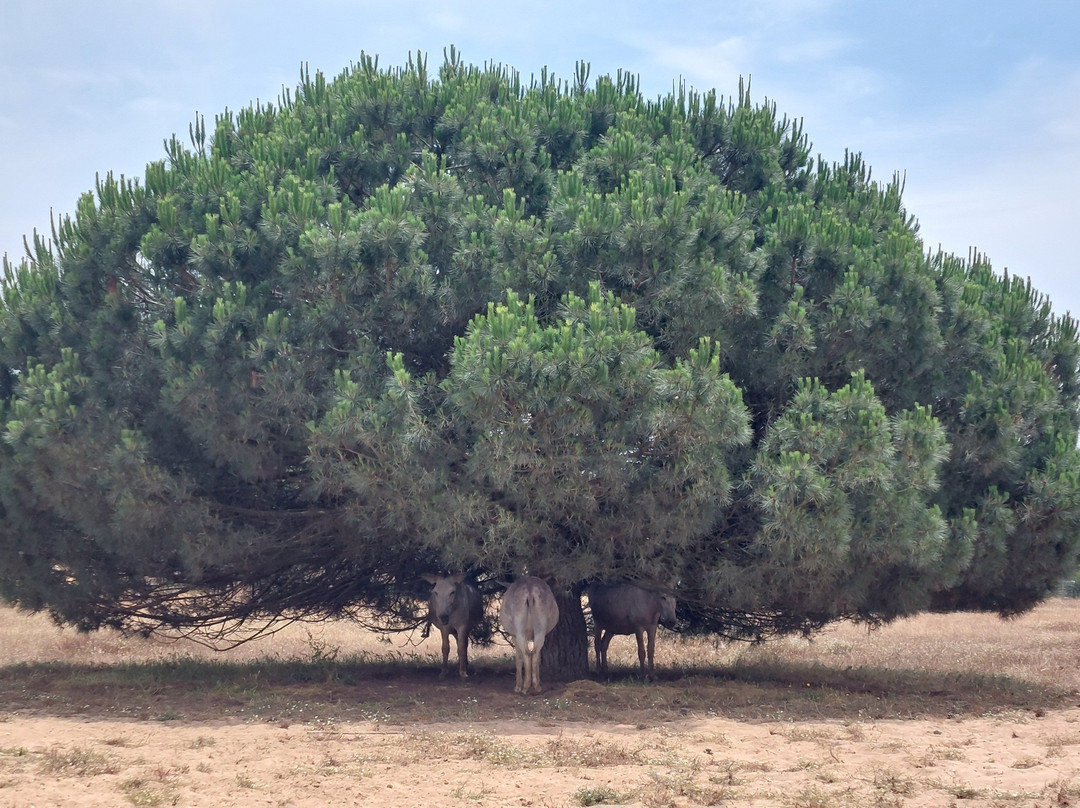 Três Marias - Turismo Rural主图