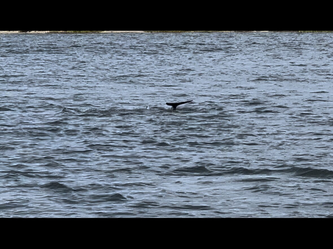 Harbor Star Dolphin Tours景点图片