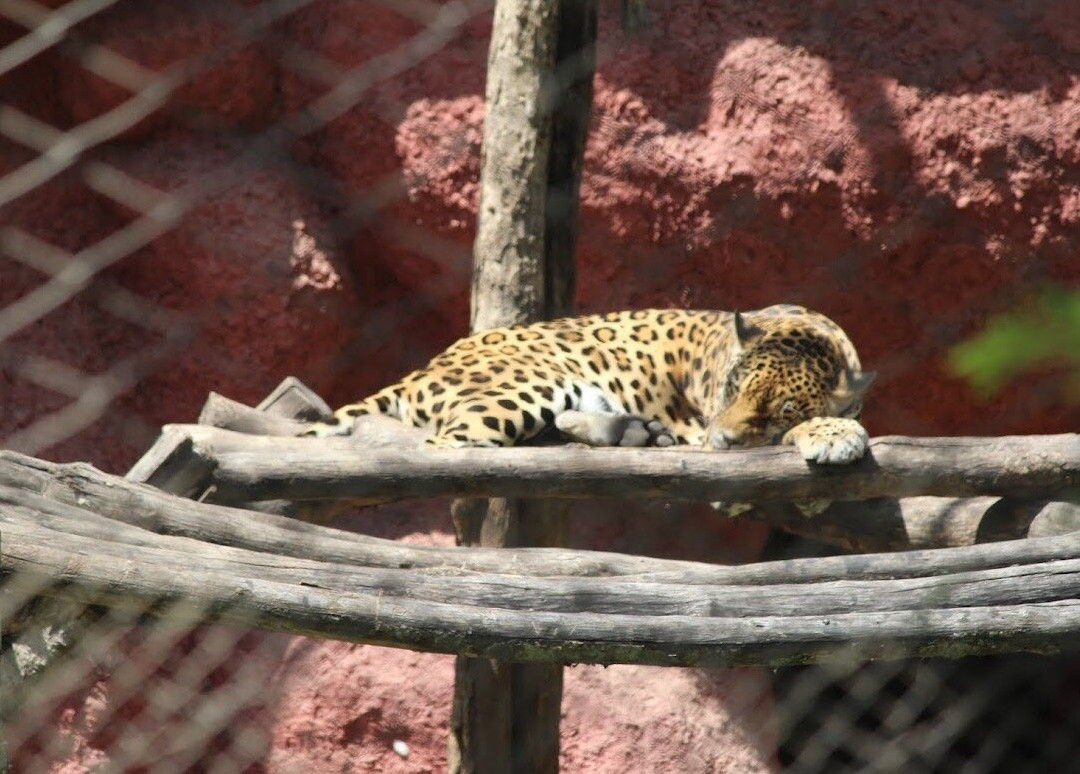 Nehru Zoological Park景点图片