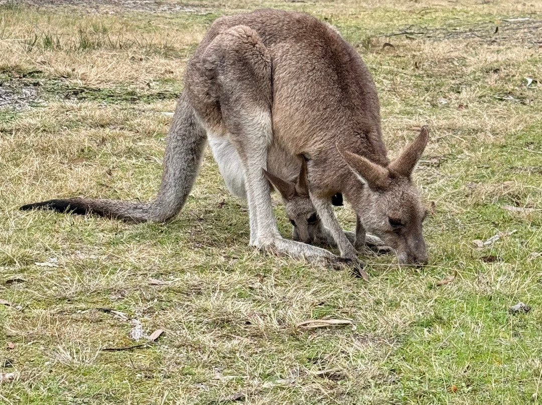 Girraween National Park景点图片